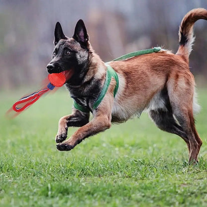 Haustier Hund Spielzeug Reifen Ball Gurt Elastische Schnur Biss-resistente Haustiere Produkte